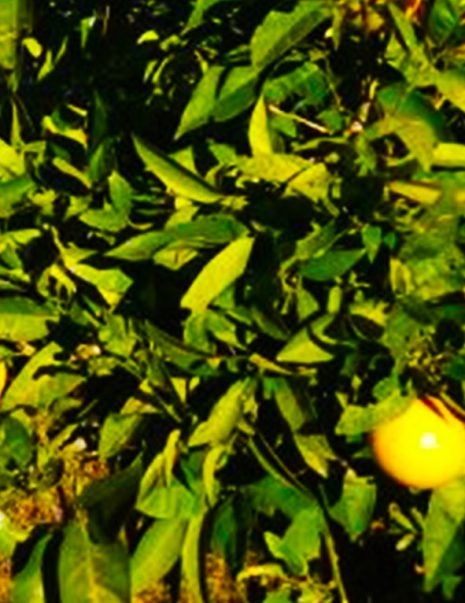 organik-limon