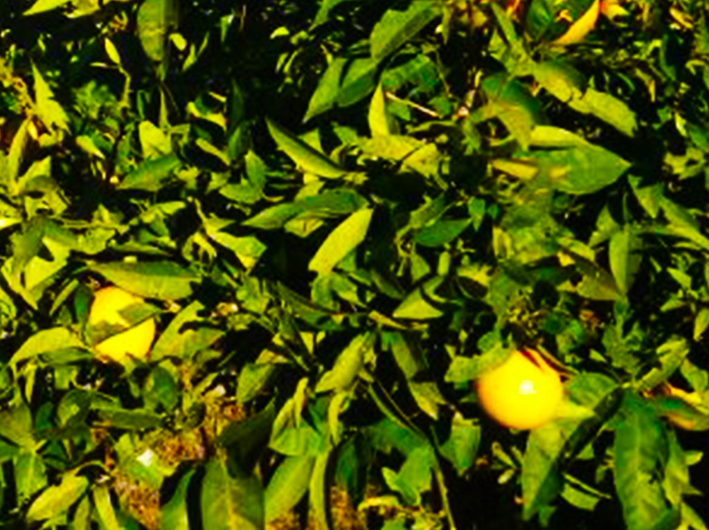 organik-limon